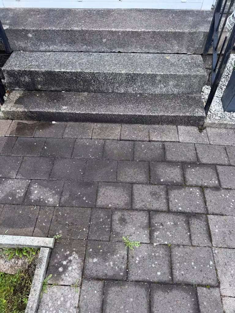 Moss-covered paved path before pressure washing